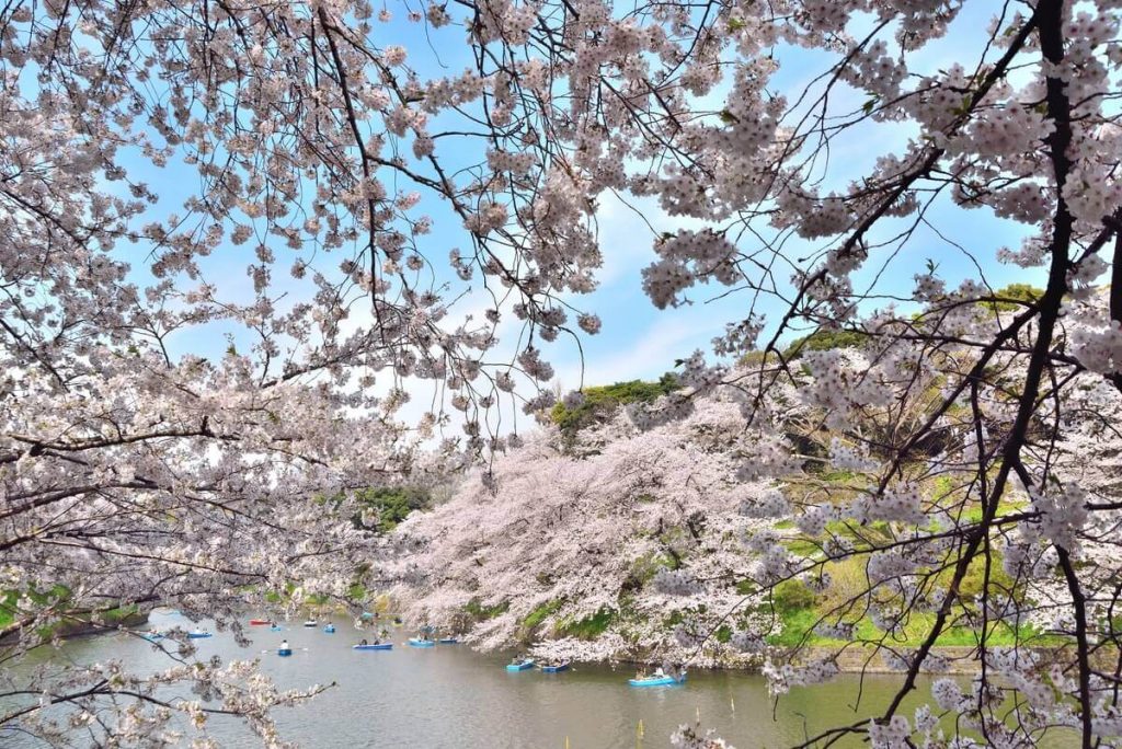 桜柄_着物_着用_マナー_春